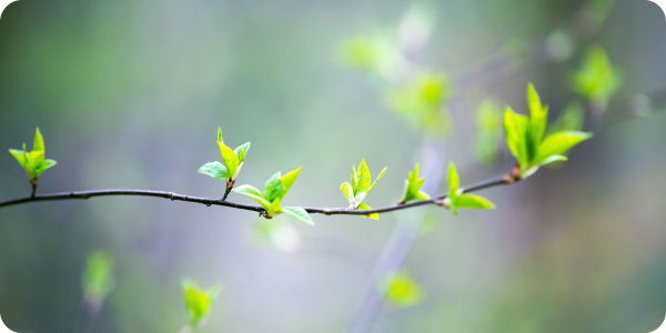 Rauszeit Natur – eine Auszeit im Frühlingswald